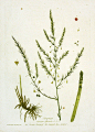 Regnault Antique Botanical Prints 1774