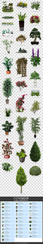 园林绿化植物盆栽素材图片