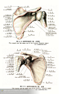 人体解剖--骨骼，肌肉很全面的套图