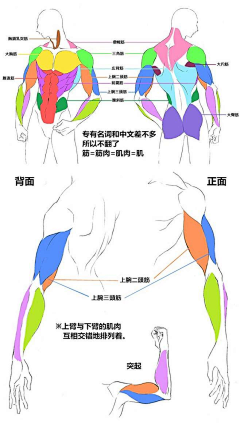 Tkkawa采集到人体&模型参考