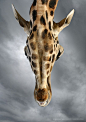 Looking Up 