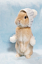 冬天的小兔叽也要记得保暖哟～