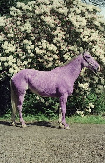 Lilac Horse, Tim Wal...