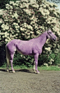 Lilac Horse, Tim Walker