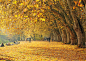 金色的地毯，秋天的梧桐树。内卡河岛，图宾根, 巴登-符腾堡, 德國