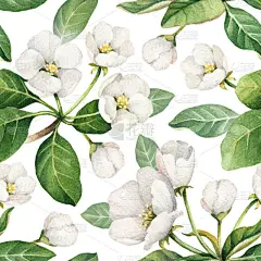 苹果花的水彩插图