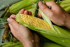 穿围裙的人剥新鲜的玉米。一个正在收割玉米棒子的农夫。在厨房里准备做饭。天然的有机蔬菜。健康饮食，饮食