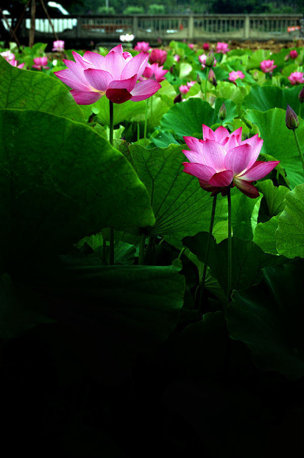 荷 花
