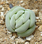 Crassula alstonii 青锁龙属 托尼