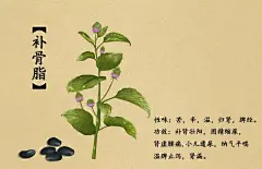 手绘中草药图谱，美翻了！__凤凰网