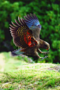 鹦形目·鸮鹦鹉科·啄羊鹦鹉属：啄羊鹦鹉