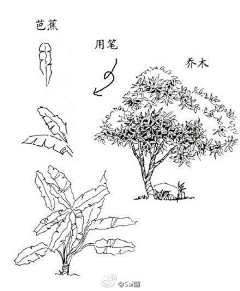 玉海园采集到插画植物