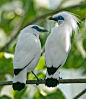 Jalak Bali Starling bird is one of the most sought after by collectors & bird keepers. In Bali alone officially considered extinct. To prevent this to happen, most zoos around the world runs the Bali Starling breeding program.  The extinction of the B