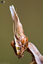 Idolomantis diabolica, commonly known as the Devil's Flower Mantis or Giant Devil's Flower Mantis, is one of the largest species of praying mantis, if not the largest that mimic flowers. by Aimish Boy: 