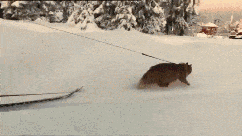 來自挪威的雪橇貓Jesper#別人家的貓...