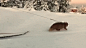 來自挪威的雪橇貓Jesper#別人家的貓# 