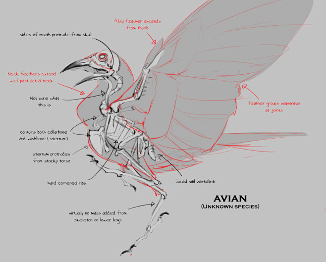 Avian/Theropod Studi...