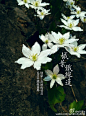 白花九宫格，个人非常喜欢白色花，仅选九种白花来给这个热夏带些静谧的清爽。