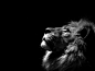 #lions, #monochrome | Wallpaper No. 19284 - wallhaven.cc