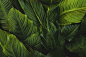 green-leafed plant