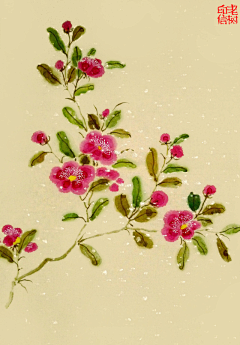 虾童采集到花