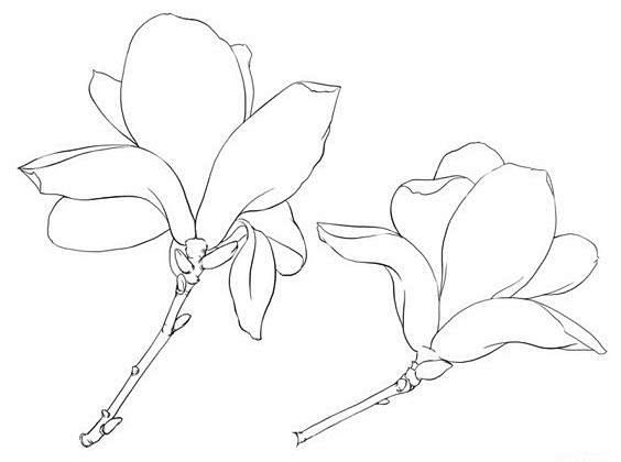 白描玉兰花解析