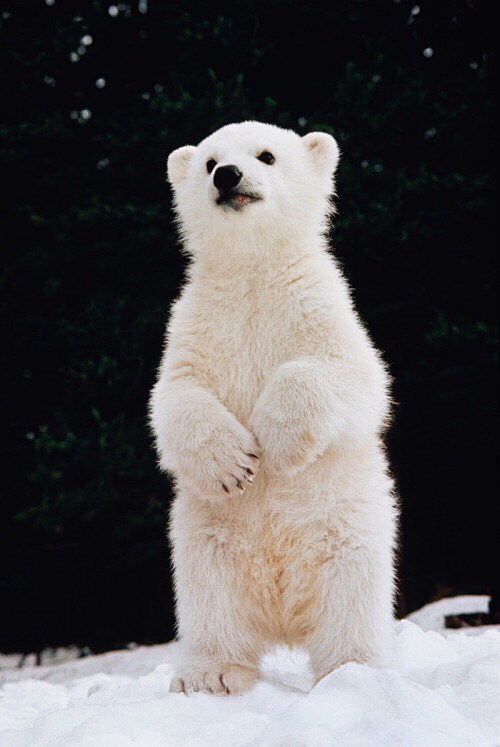 动物，北极熊