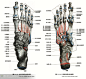 人体解剖--骨骼，肌肉很全面的套图