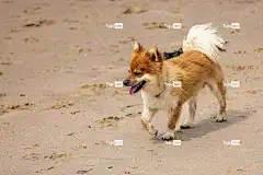 冰岛牧羊犬 桌面背景 高清壁纸 海滩 自然 壁纸4K 宠物 动物
