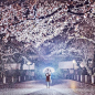 俄罗斯摄影师镜头下的日本花见与古都风光