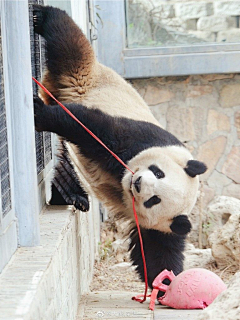 张小偲采集到视觉 # 【动物世界】