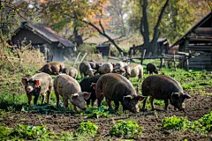 家禽家畜家猪饲养图片