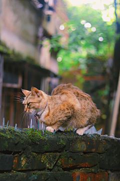 西红柿蛋汤加煎蛋采集到养猫养狗也养你呀