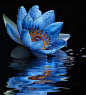 suyunkai_Blue_lotus_flower_on_the_water_surface_with_a_reflecti_7