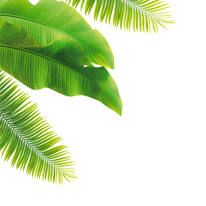 植物素材png，绿色植物png、盆栽植物...