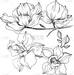 兰花,植物学,铅笔,壁纸,植物群,春天,乡村风格,花,剪影