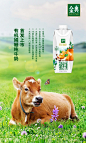 金典娟姗纯牛奶首发KV on Behance