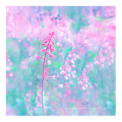 欢妮采集到❀ 春天的味道 ❀