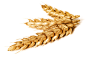 裸麦,食品,农业,黄色,谷类_157437156_Golden wheat on white - close-up_创意图片_Getty Images China