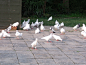 廋西湖的广场鸽，在等人喂它们