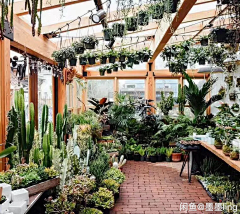 luWJXsrU采集到家中有花草