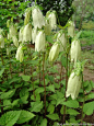 紫斑风铃草(学名:Campanula punctata Lam.):