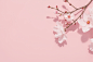 樱花 (3)