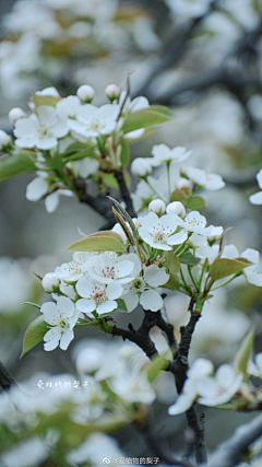 Ashpale采集到花花