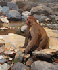 monkey [oil painting]