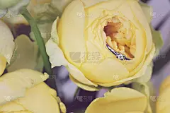 钻戒藏在玫瑰花丛中。订婚，婚礼，求婚，婚姻概念。惊喜的情人节礼物