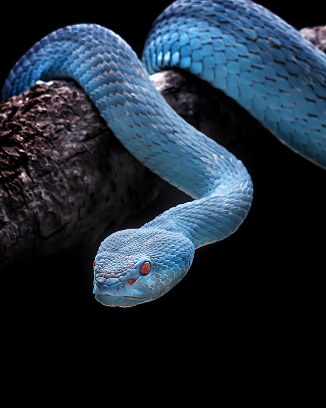 Venomus Blue Viper S...