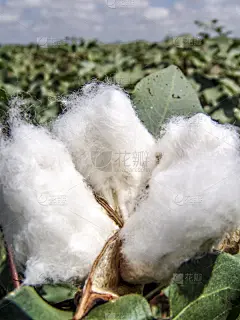 线,巴西,田地,农业,圆荚,商务,球,纺织品,有机农庄,环境