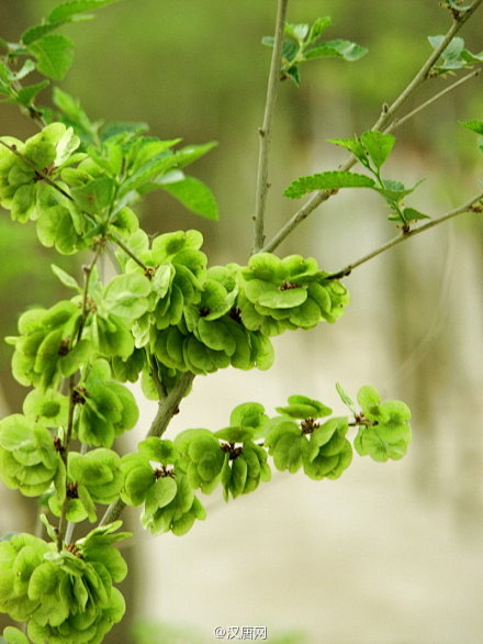 榆钱也就是榆树的翅果很像一串串铜钱榆钱的吃法很多生吃煮粥蒸窝头做