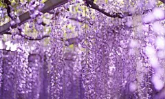 唯美的紫藤花桌面壁纸